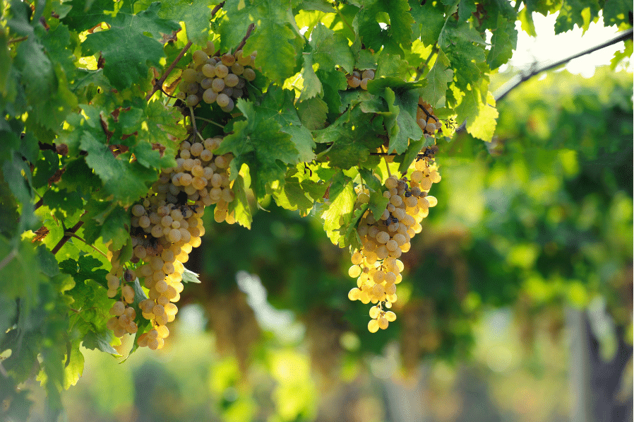 Paysage du vignoble / vignes - Activité Vacances ULVF
