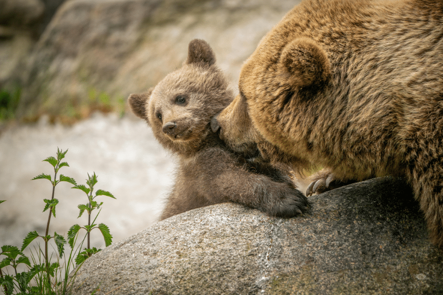 Parc Animalier de Gramat, Activité à faire depuis le Camping ULVF O'aka